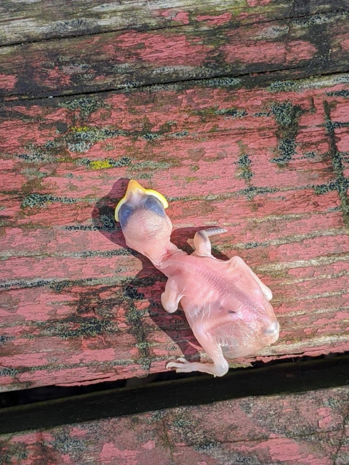untitled hatchling