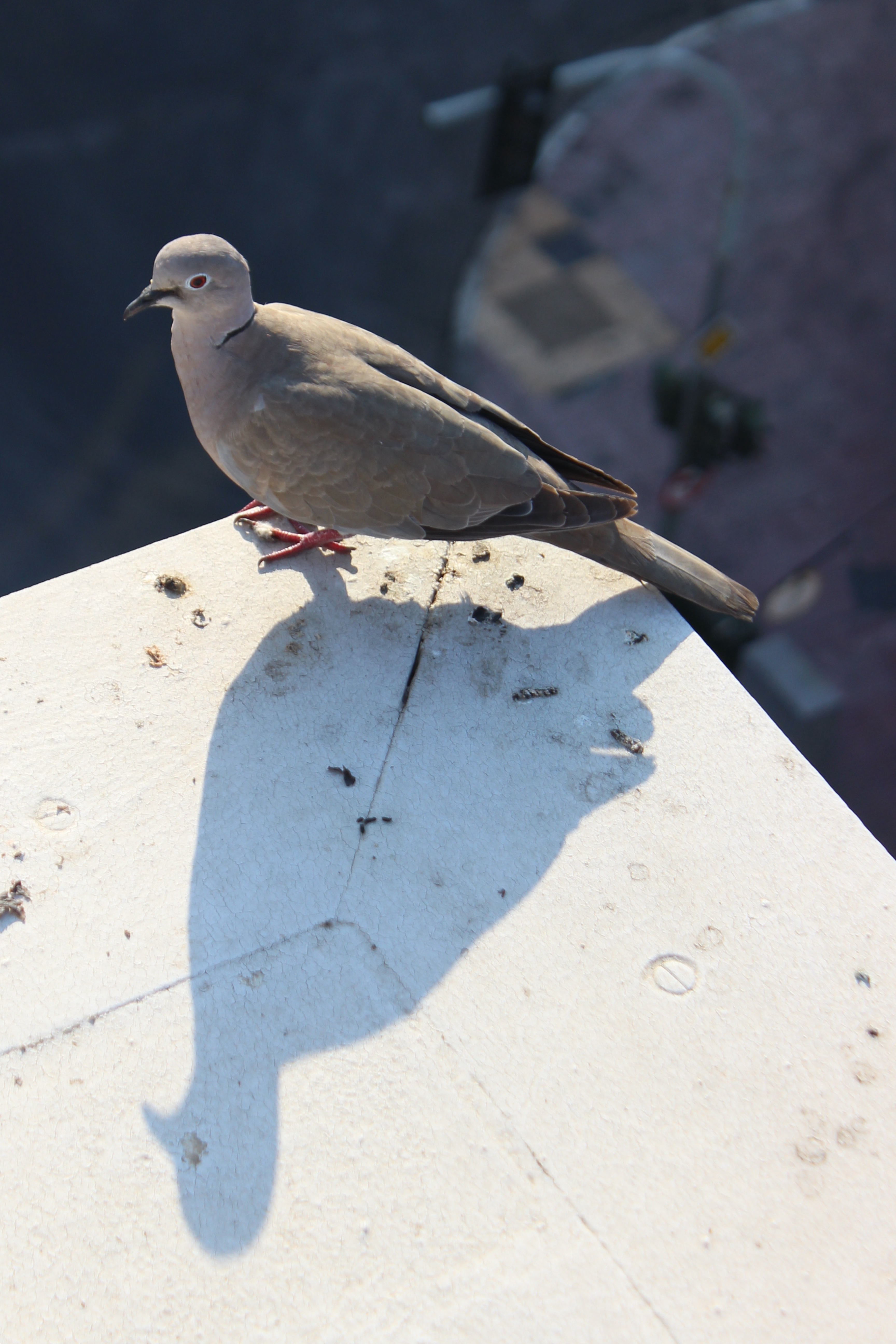untitled dove